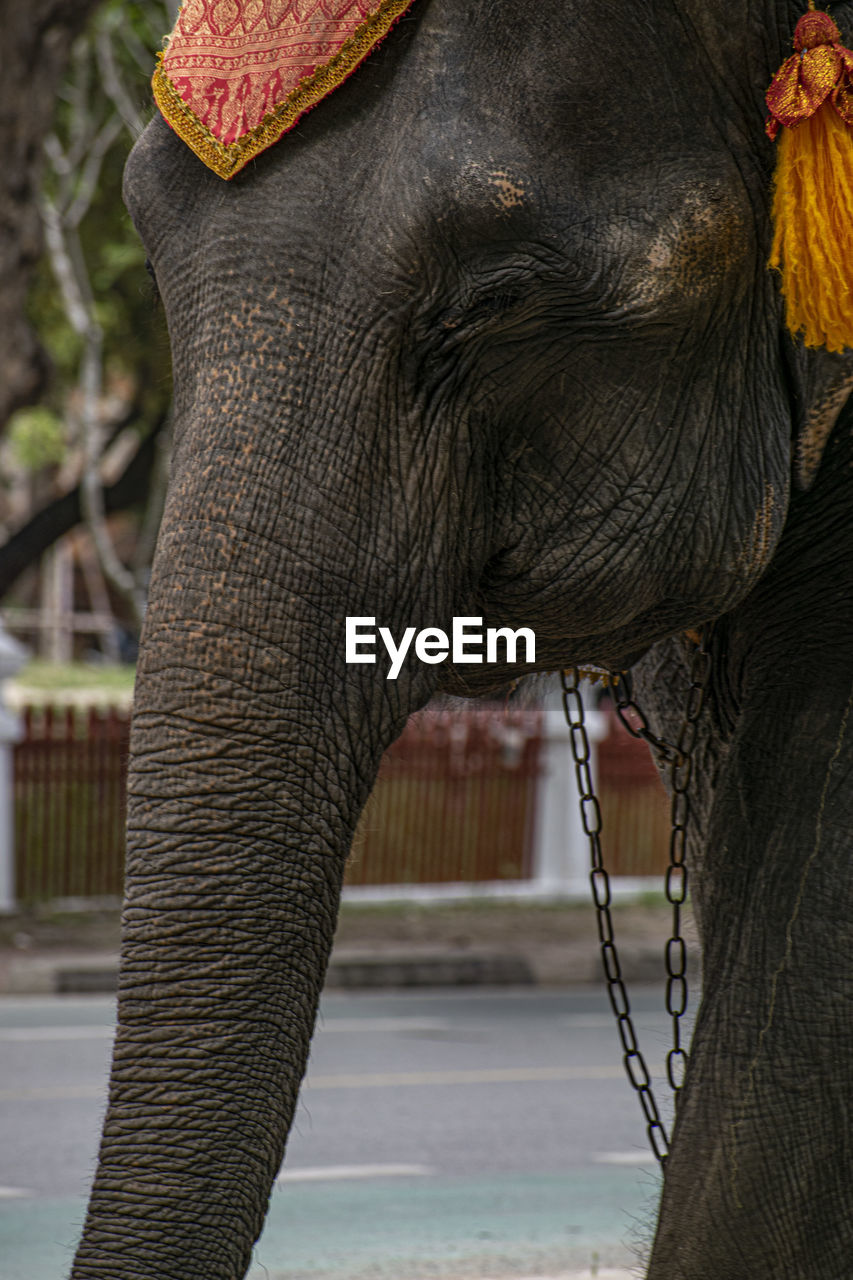 CLOSE-UP OF ELEPHANT IN A ZOO