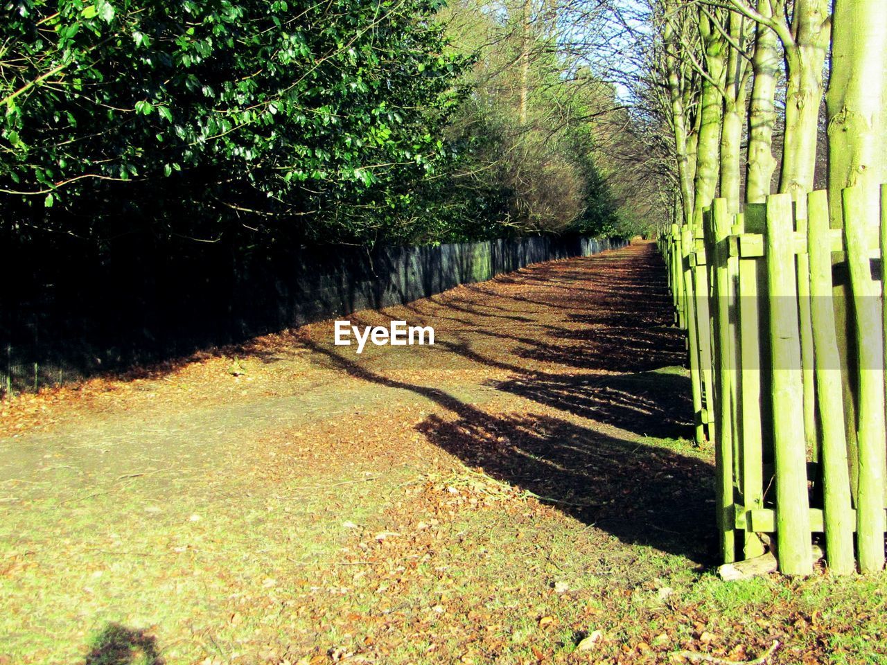 WALKWAY AMIDST TREES IN SUNLIGHT