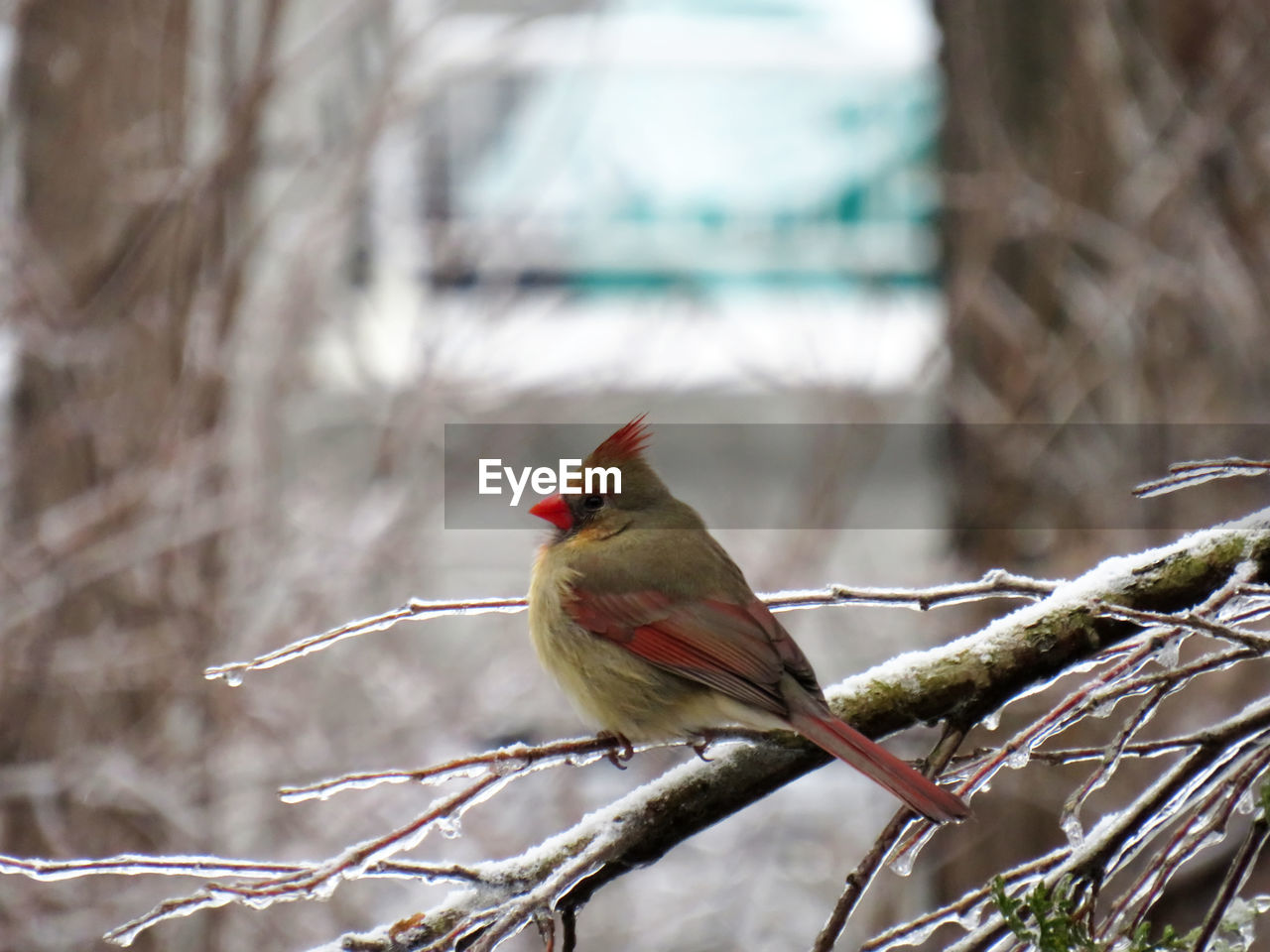 CLOSE-UP OF A BIRD PERCHING ON BRANCH