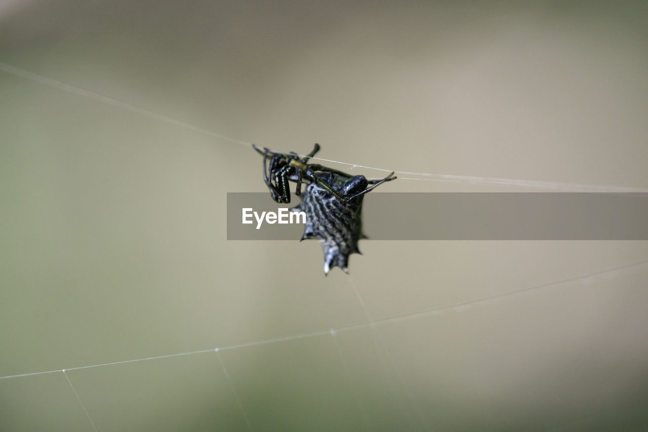 CLOSE-UP OF BUTTERFLY PERCHING ON WEB