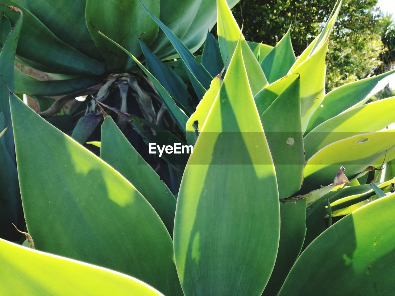 CLOSE-UP OF GREEN LEAVES