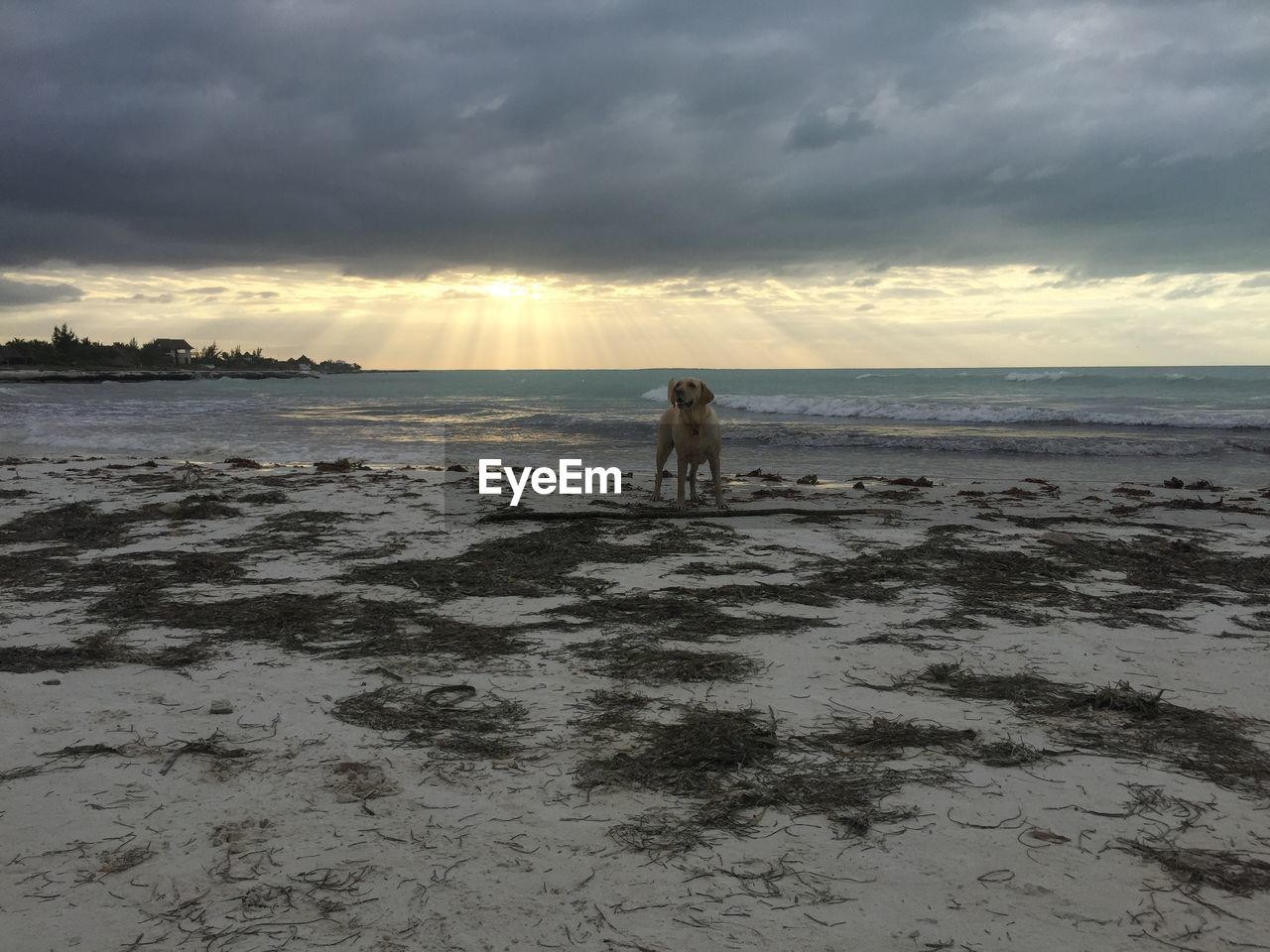 Dog on beach against sky