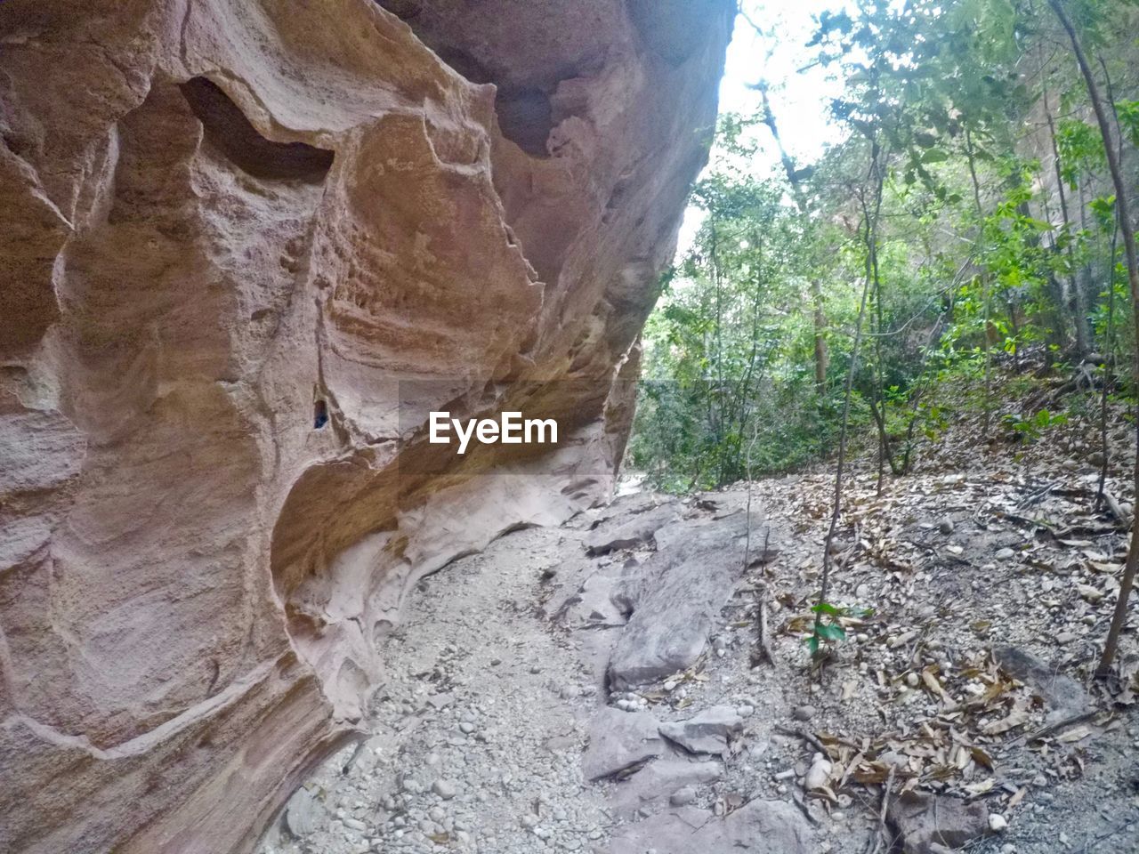 CLOSE-UP OF ROCK ON TREE