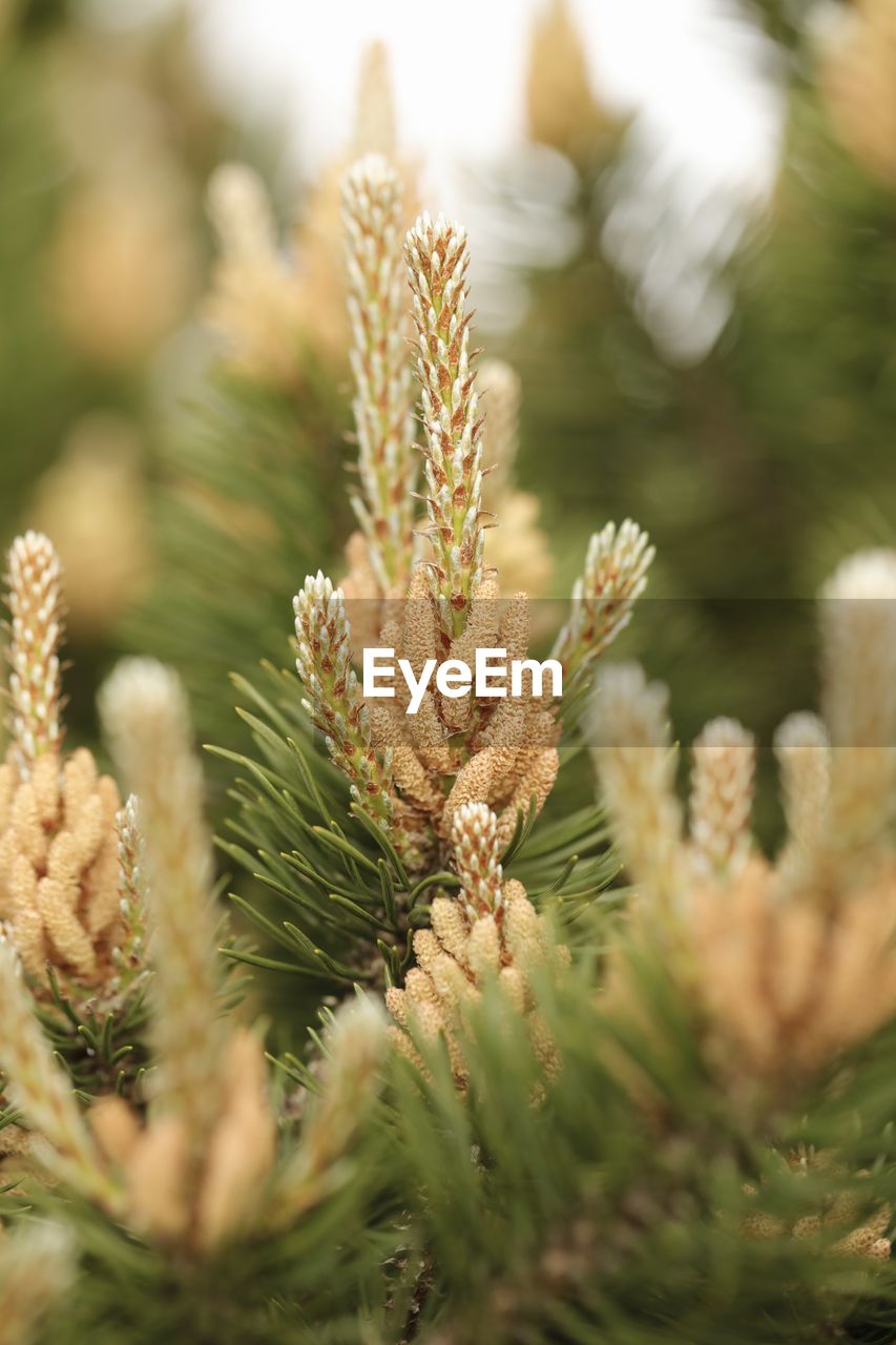 Close-up of pine cone