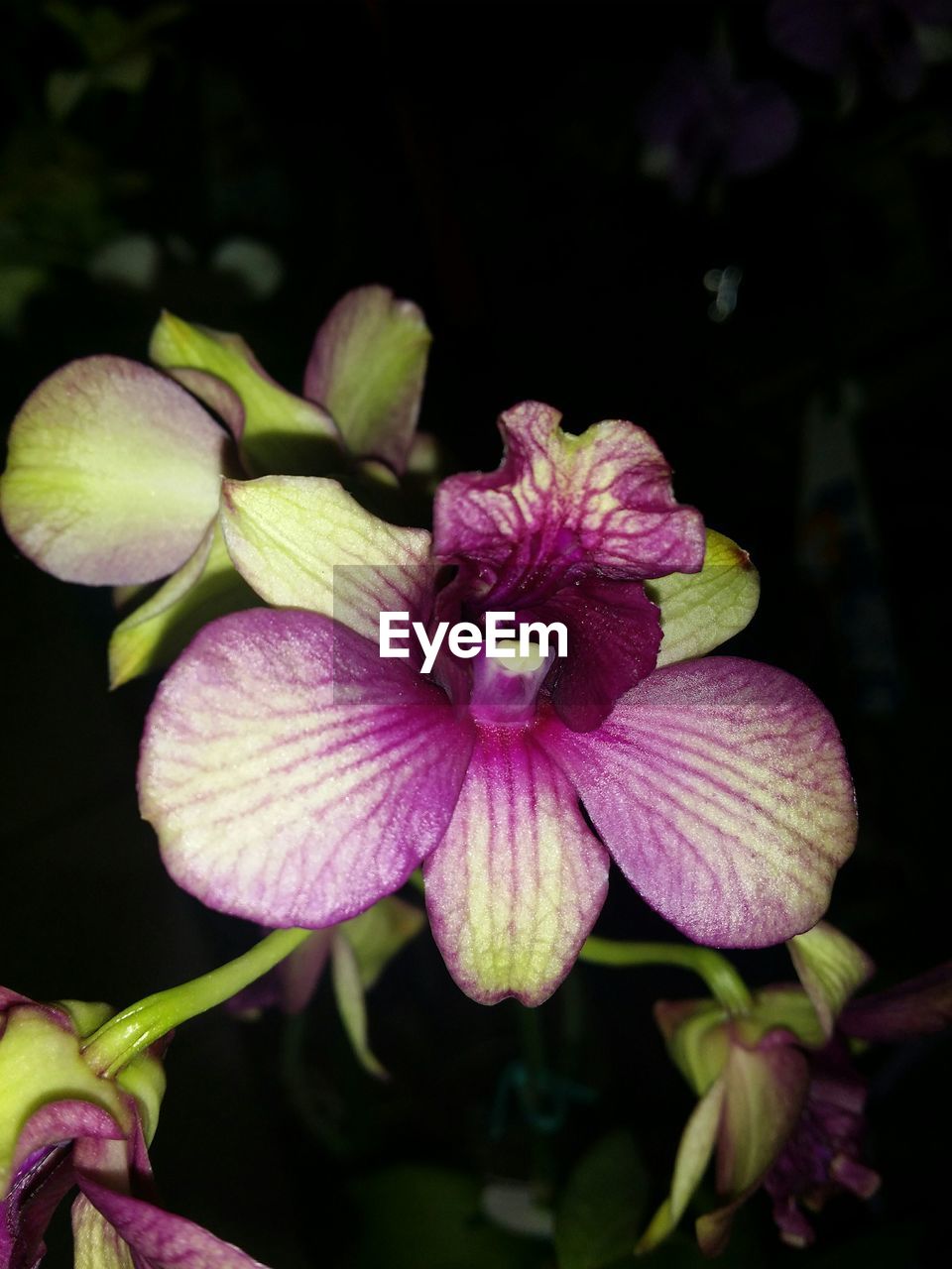 CLOSE-UP OF PINK FLOWERS BLOOMING