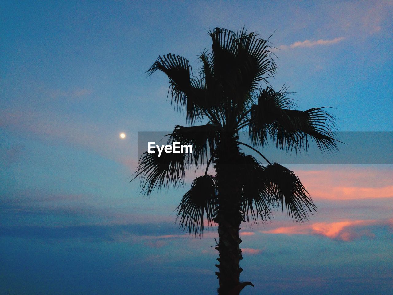 Fan palm tree against cloudy sky during dusk