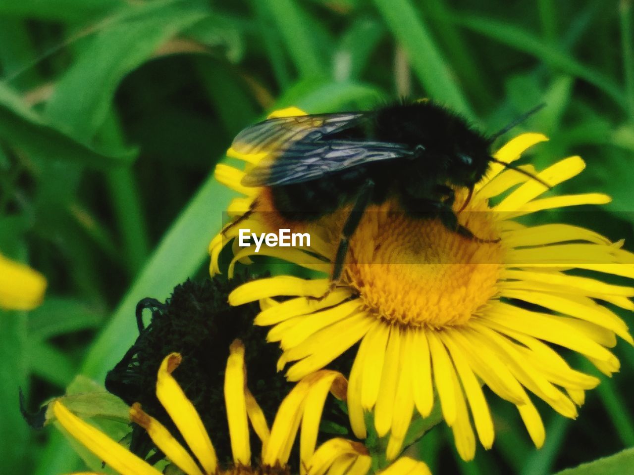 CLOSE-UP OF HONEY BEE POLLINATING ON YELLOW FLOWER