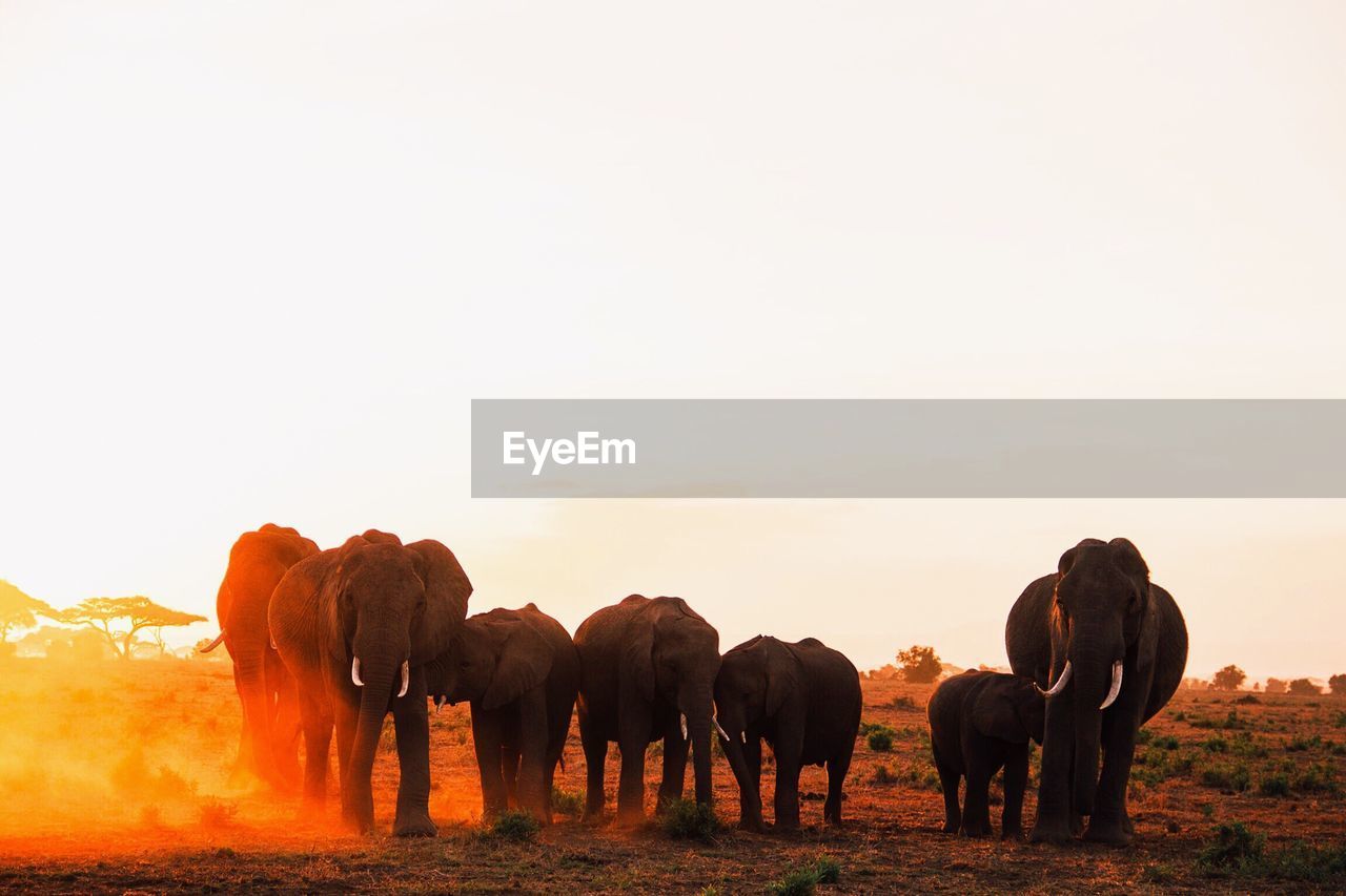 ELEPHANTS ON LANDSCAPE AGAINST SUNSET