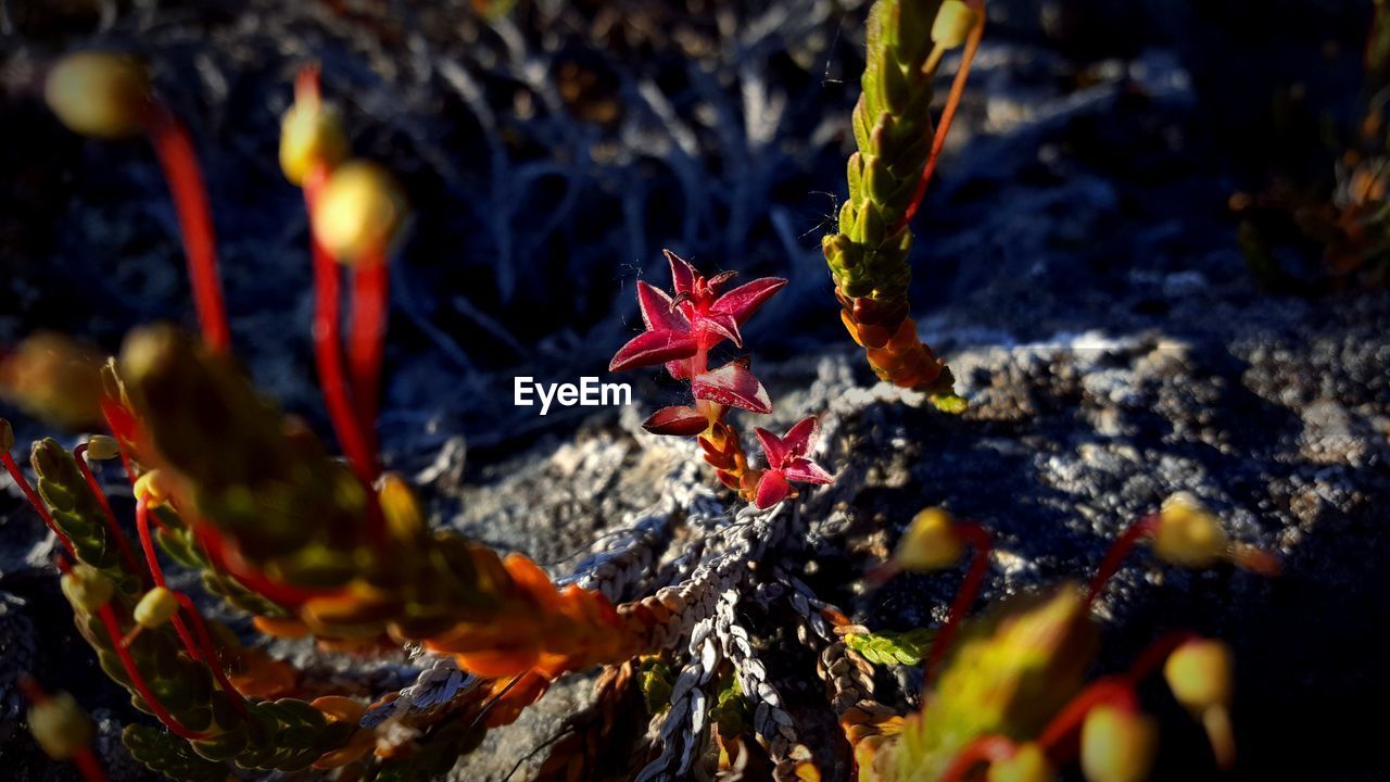 Close-up of flowers against blurred background