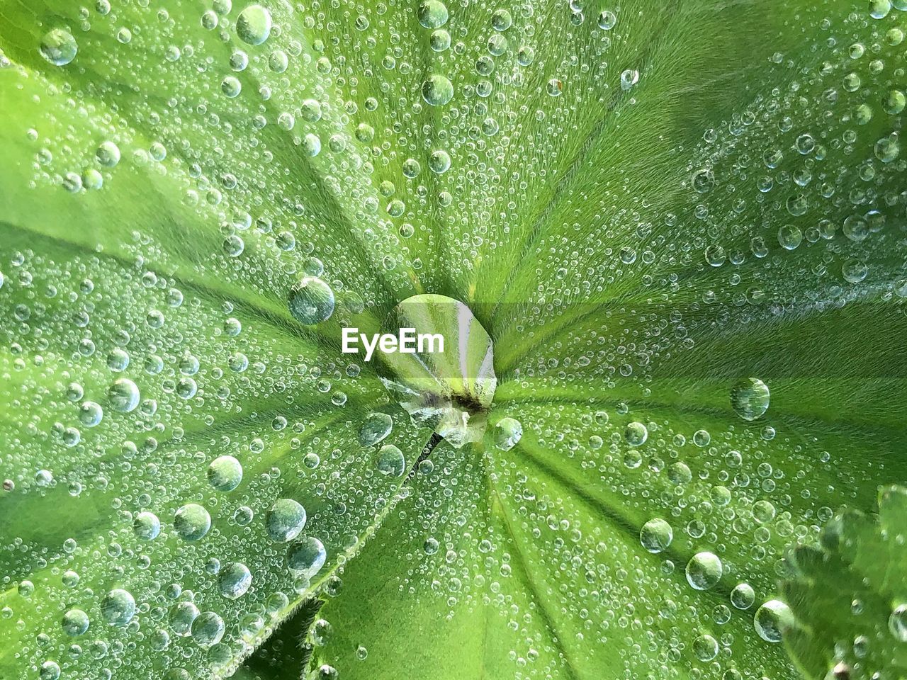 Raindrops on leaf