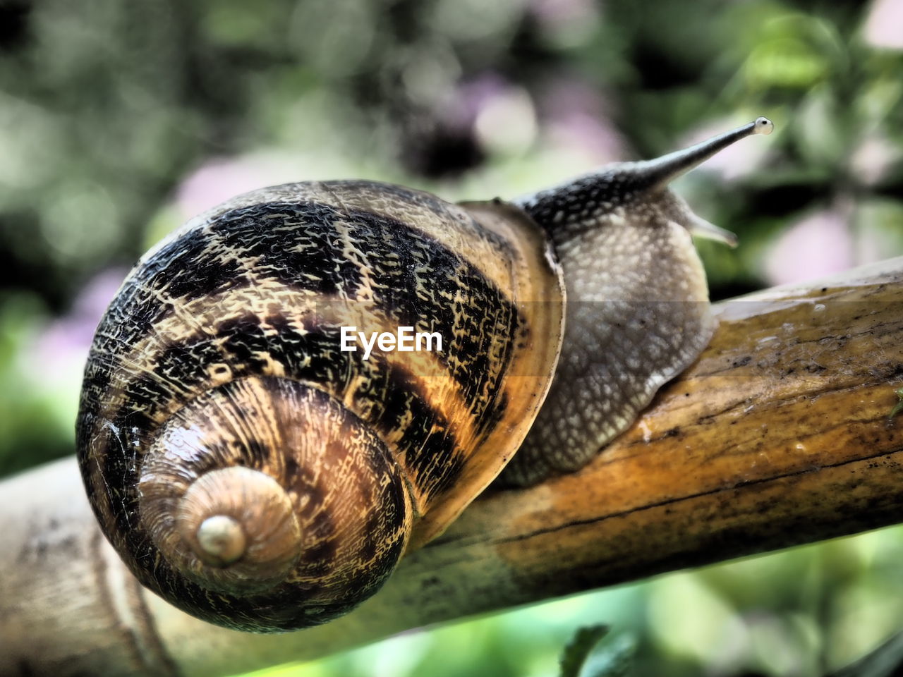 CLOSE-UP OF SNAIL ON A LEAF