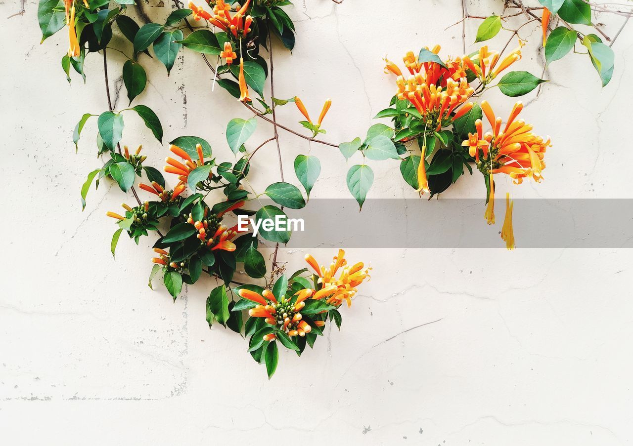Close-up of potted plant against white wall