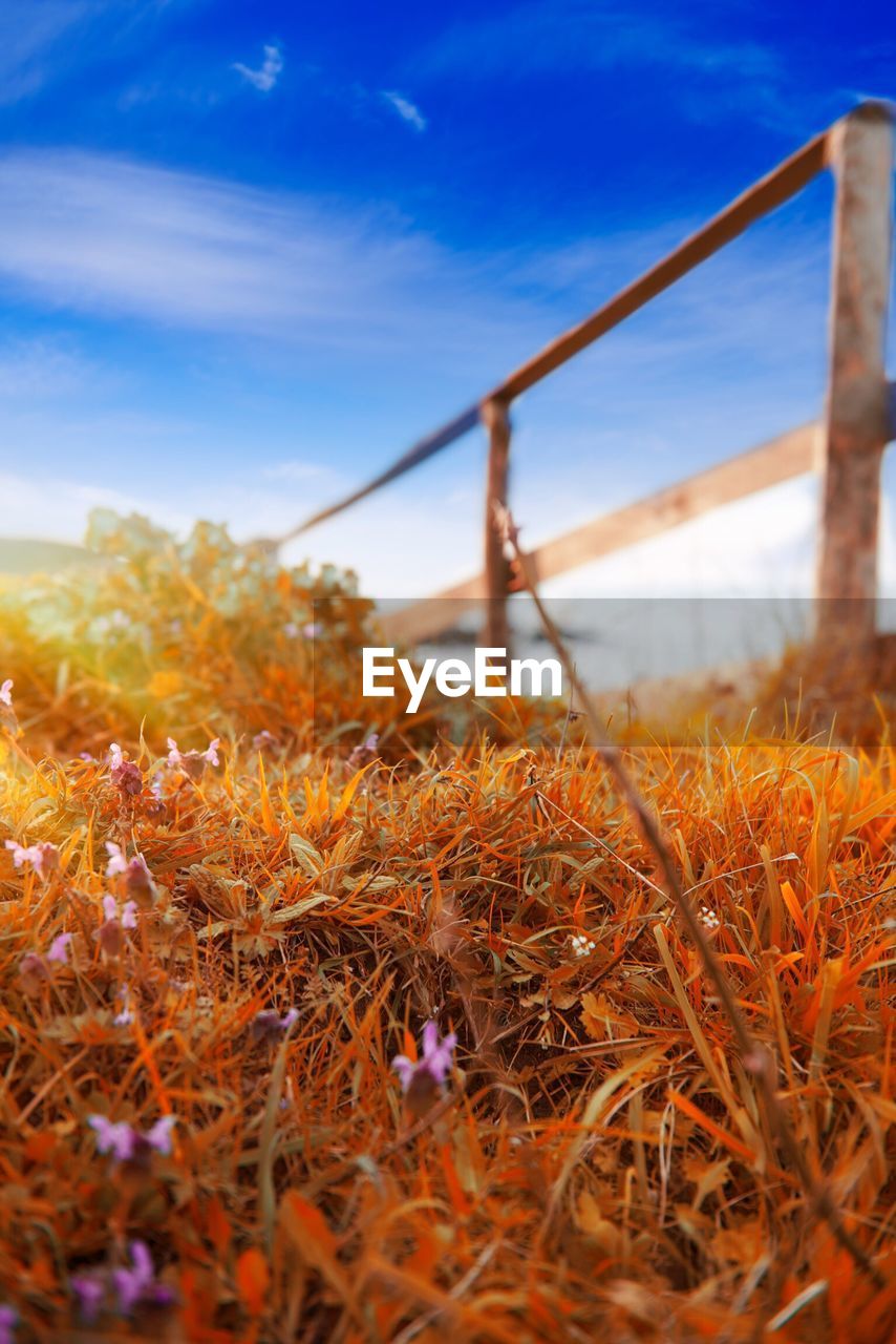 Plants growing on field against cloudy sky