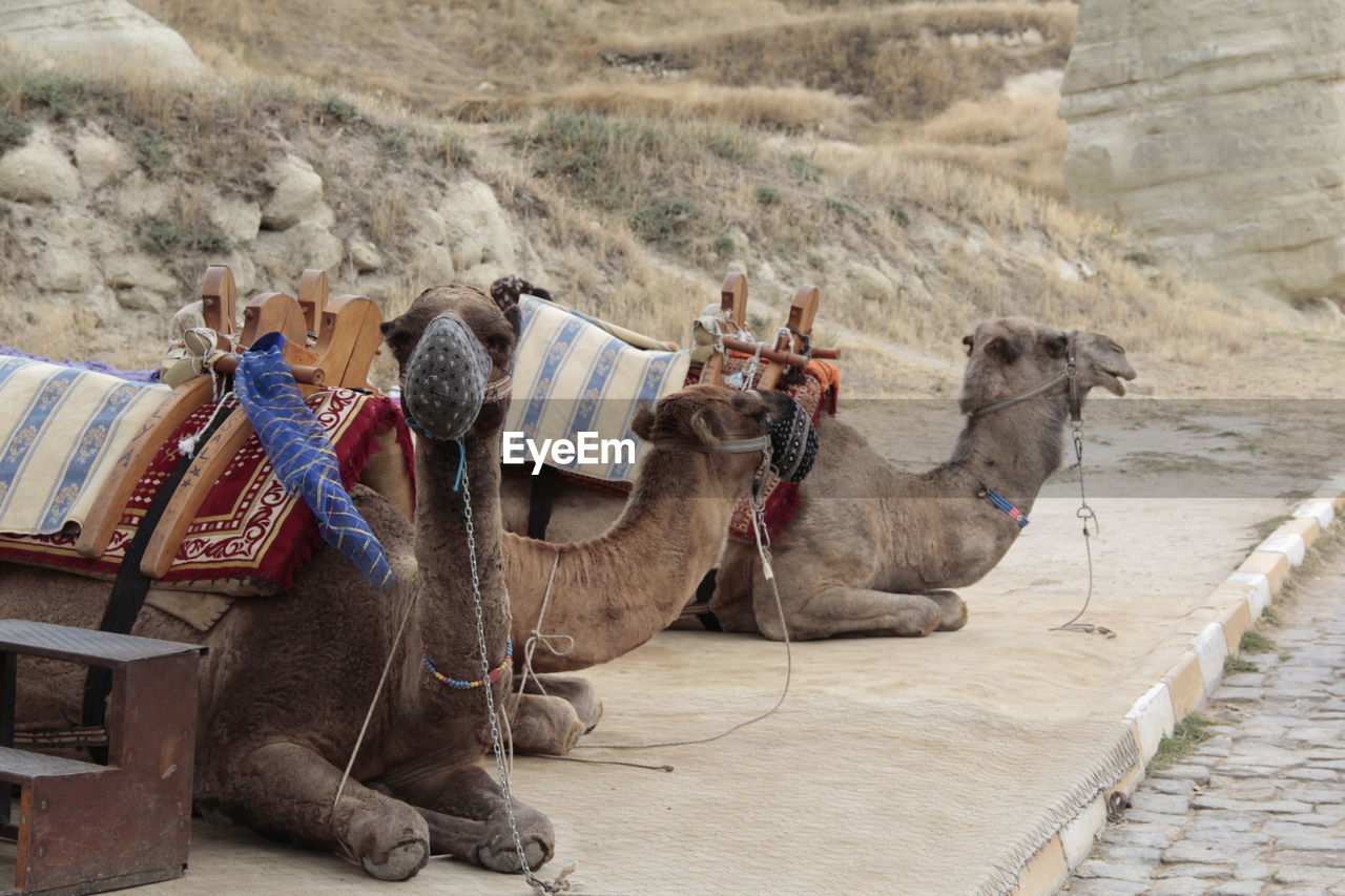 Camels sitting at roadside