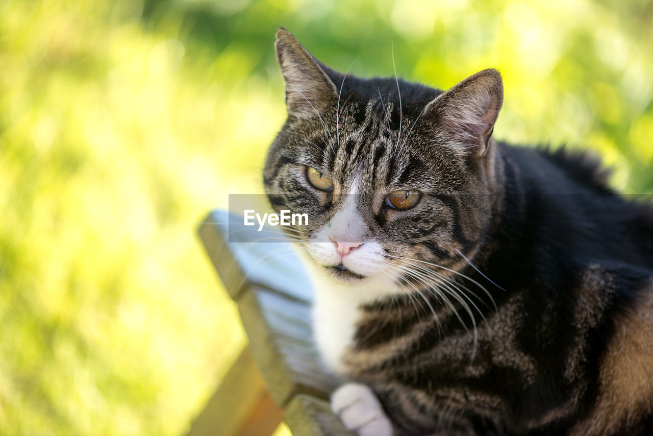 Close-up portrait of tabby cat