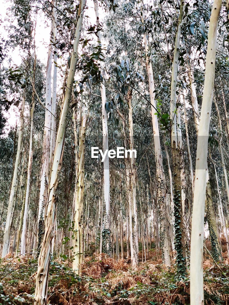 LOW ANGLE VIEW OF TREE TRUNKS IN FOREST