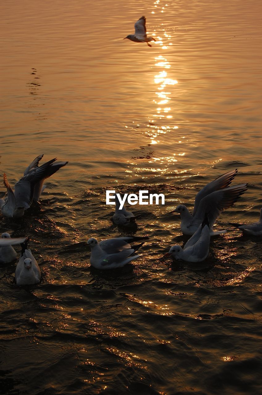 SWAN SWIMMING IN LAKE