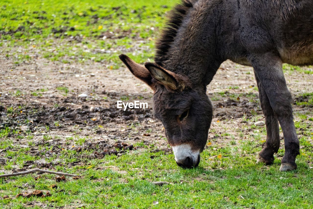 VIEW OF A HORSE GRAZING