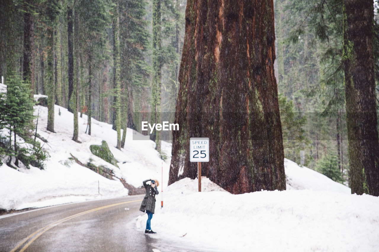 Woman photographing while standing on road by snow at sequoia national park