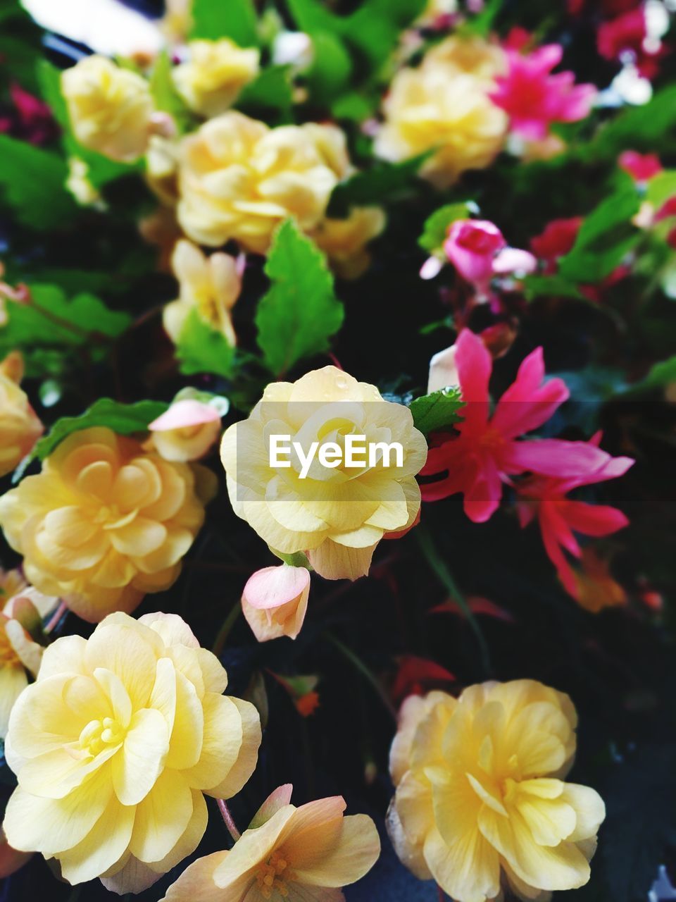 CLOSE-UP OF YELLOW FLOWER BLOOMING OUTDOORS