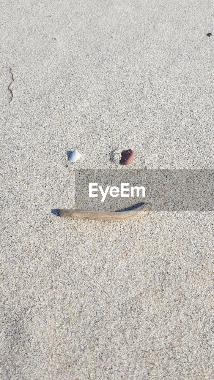 HIGH ANGLE VIEW OF ANIMAL ON BEACH