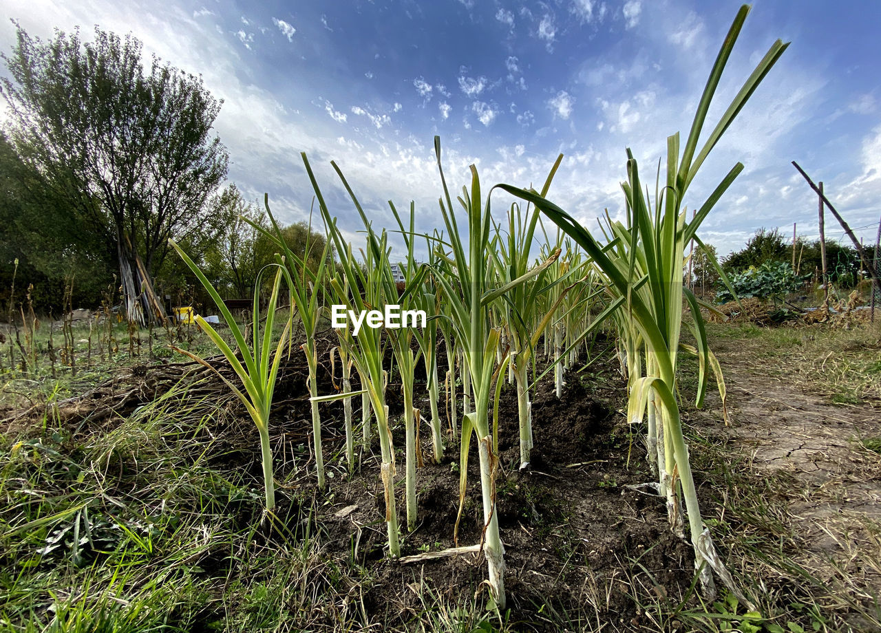 PLANTS GROWING ON FIELD