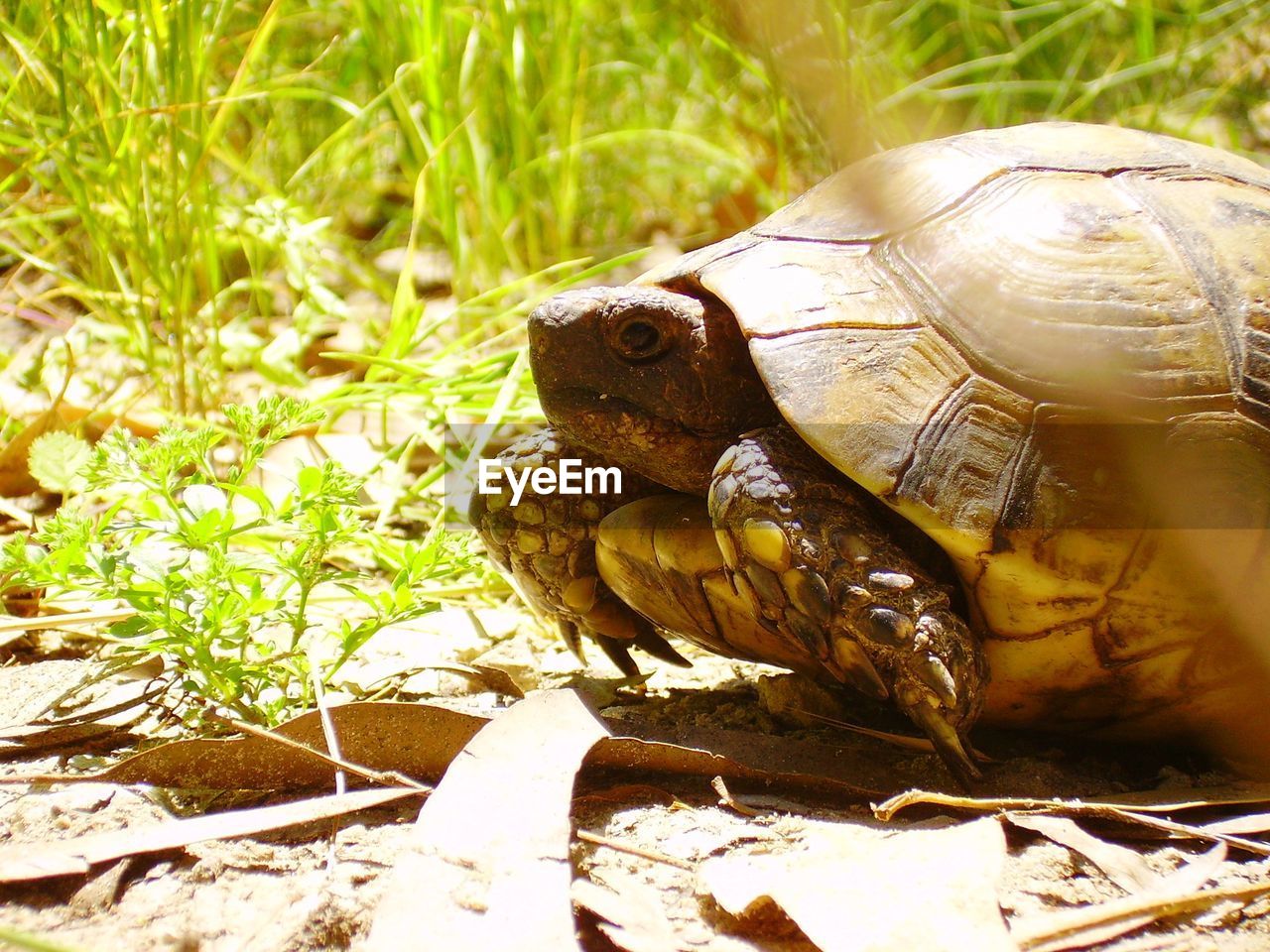 A close up of an israeli tortoise