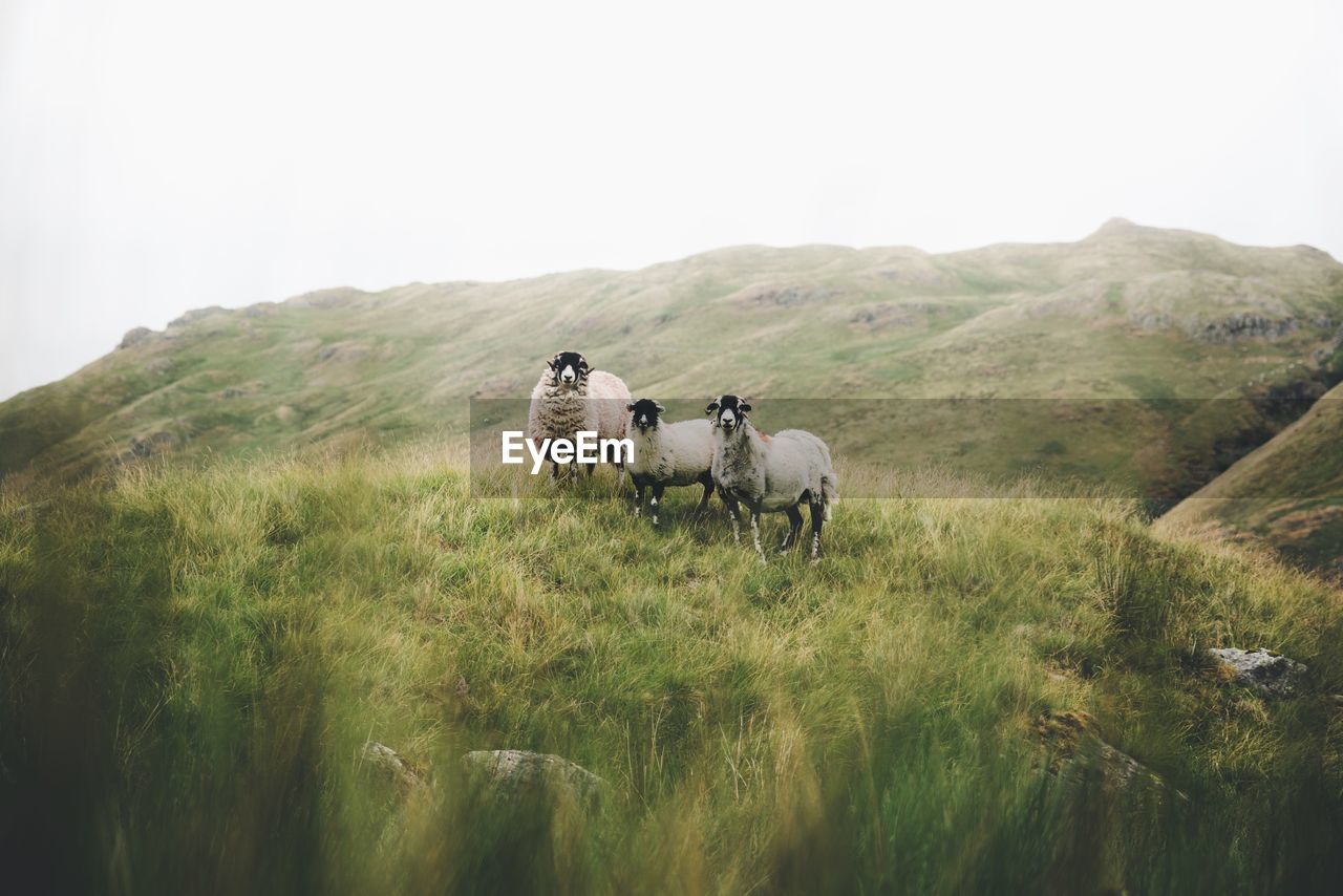 Sheep standing in field