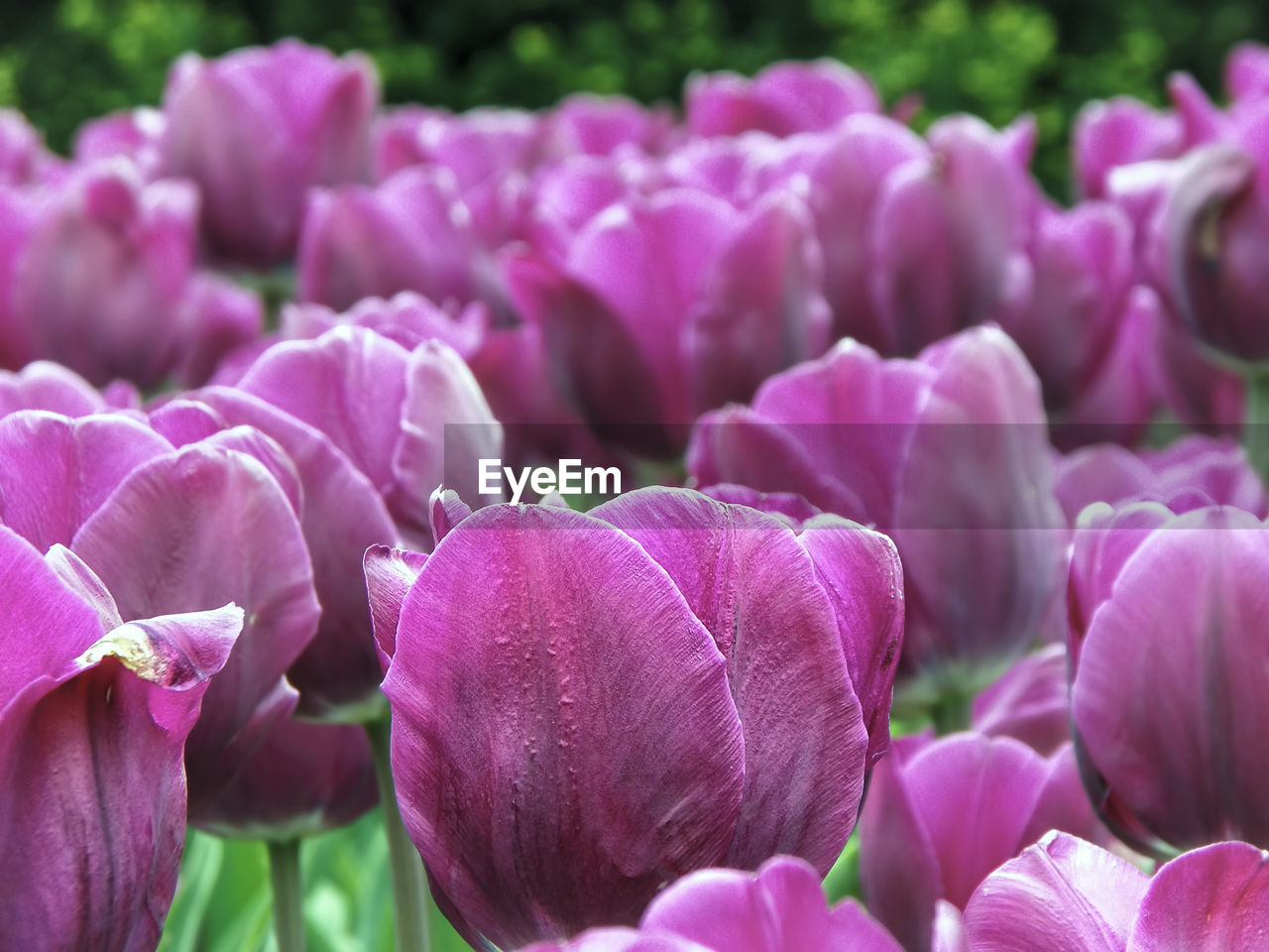 Close-up of fresh pink flowers blooming in garden