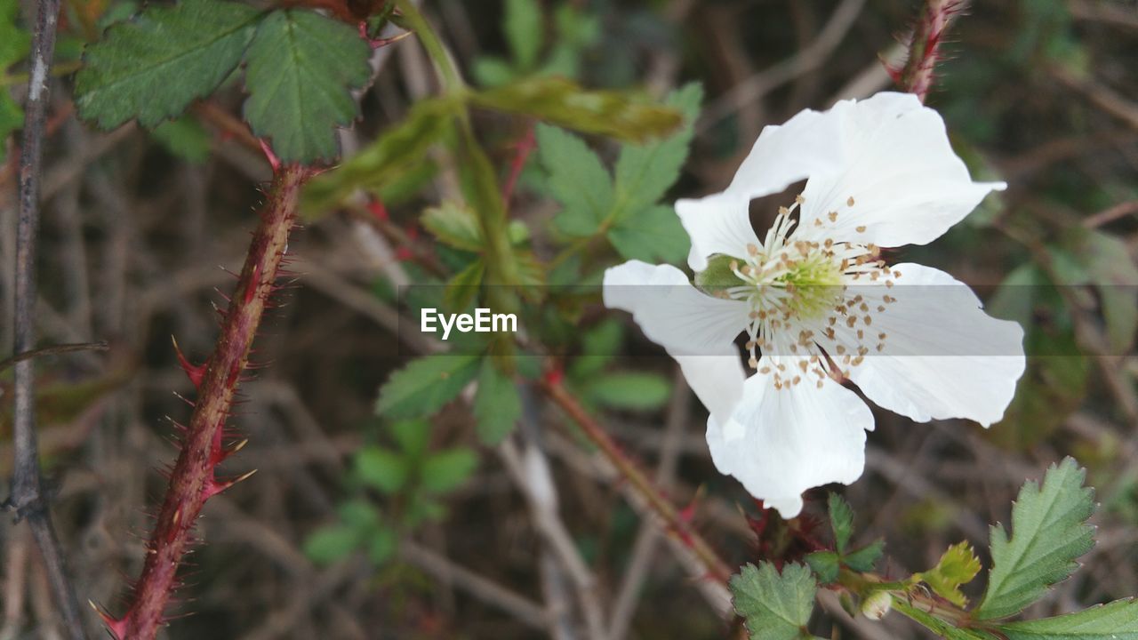 CLOSE-UP OF WHITE FLOWERS BLOOMING OUTDOORS