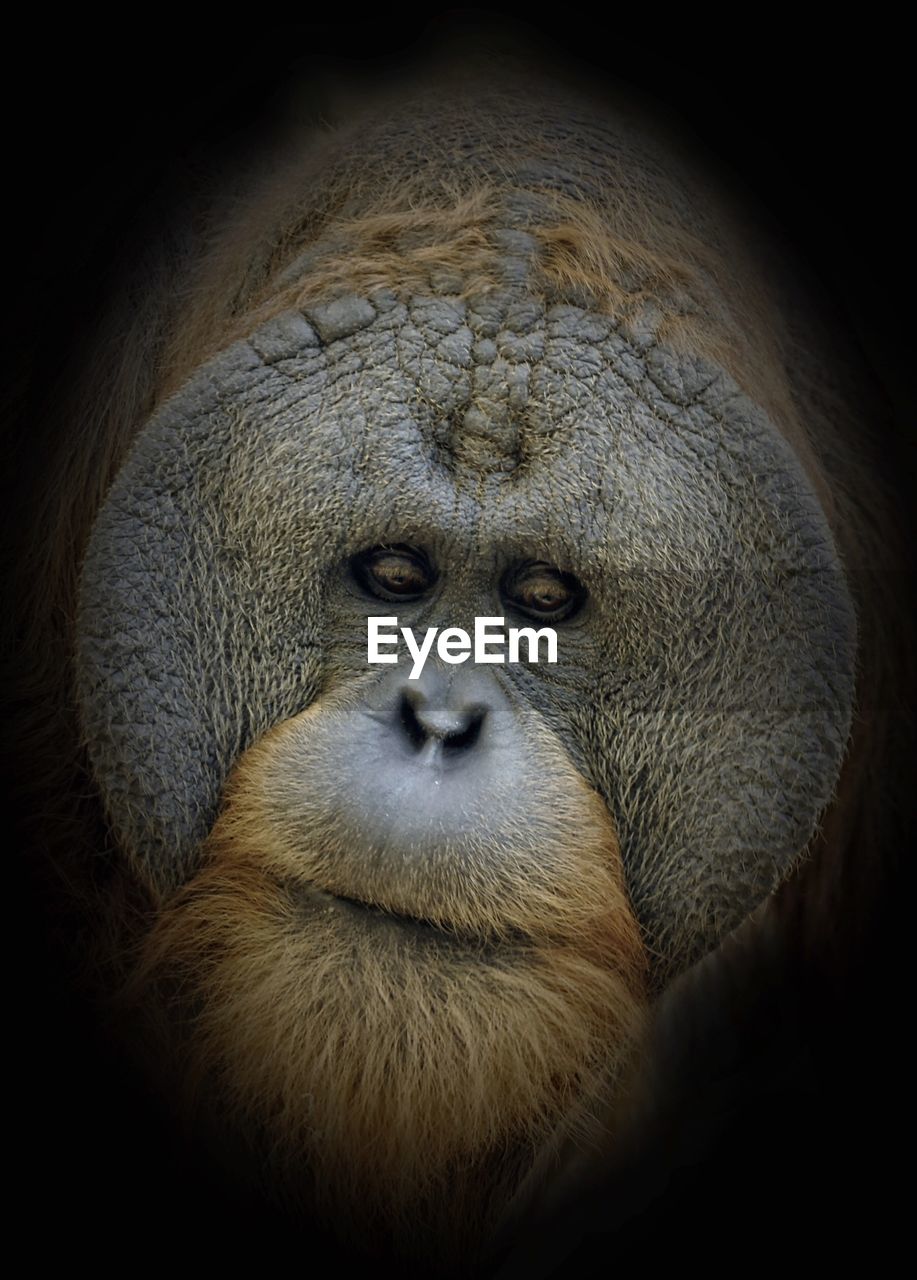 Close-up of bornean orangutan against black background