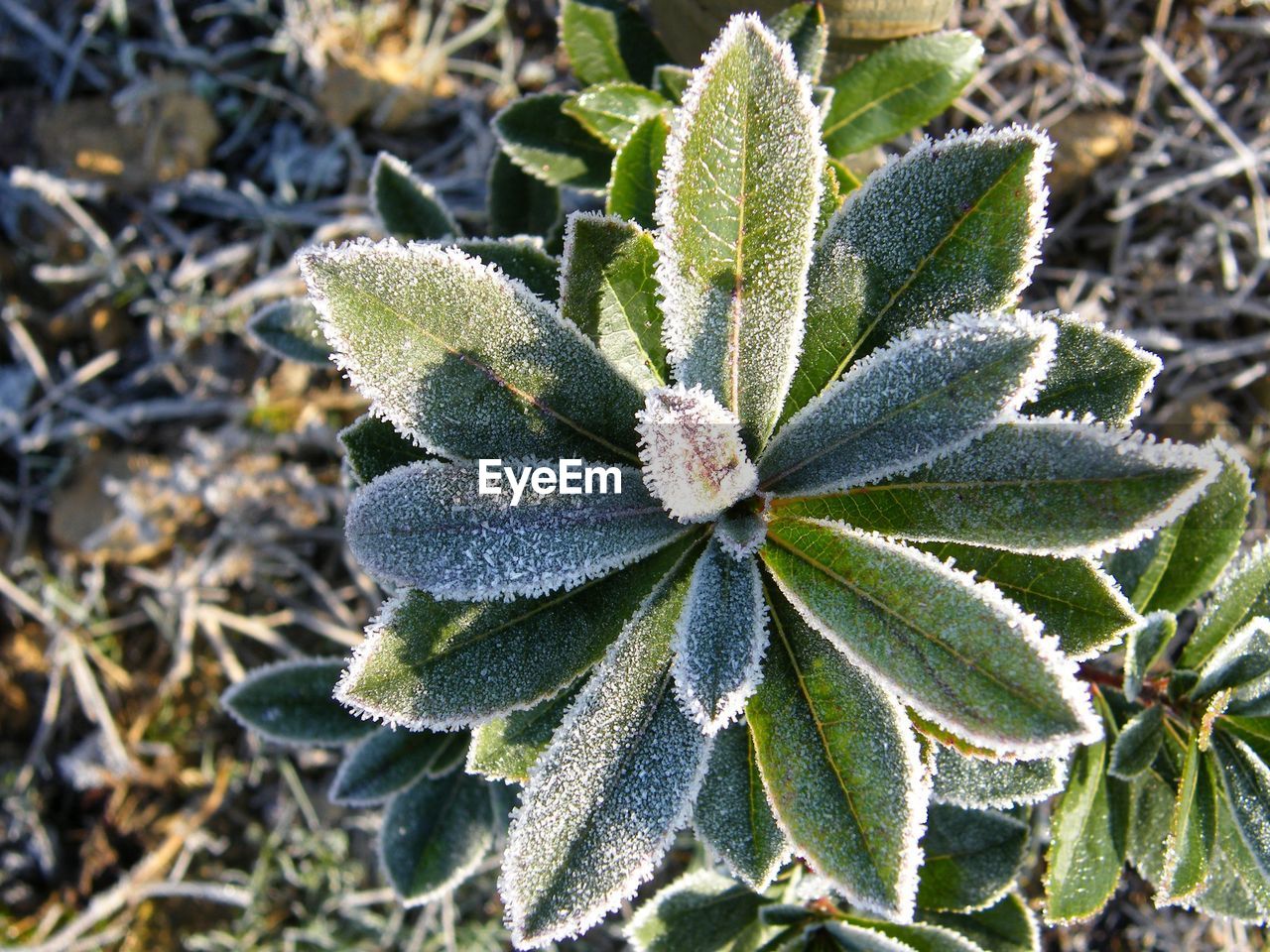 Close-up of frozen plants on field during winter