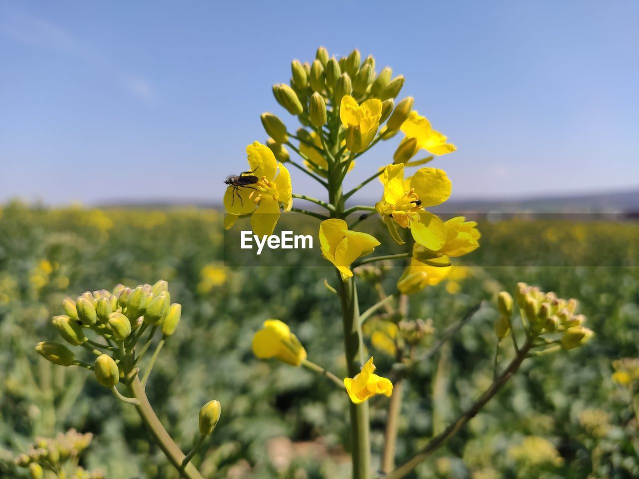 CLOSE-UP OF YELLOW FLOWERING PLANTS