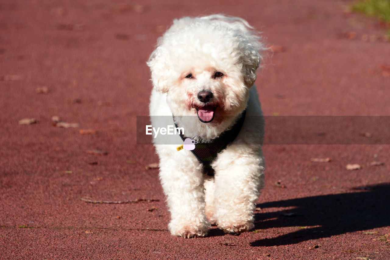 CLOSE-UP PORTRAIT OF DOG ON GROUND