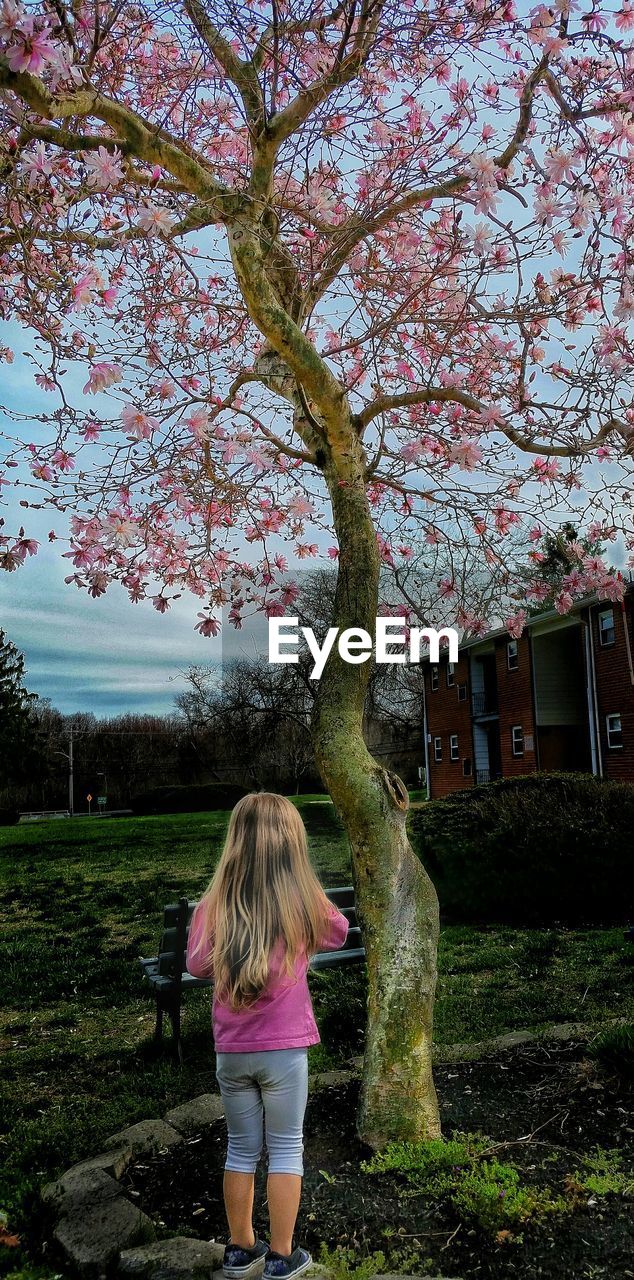 Rear view of girl standing next to cherry blossom tree