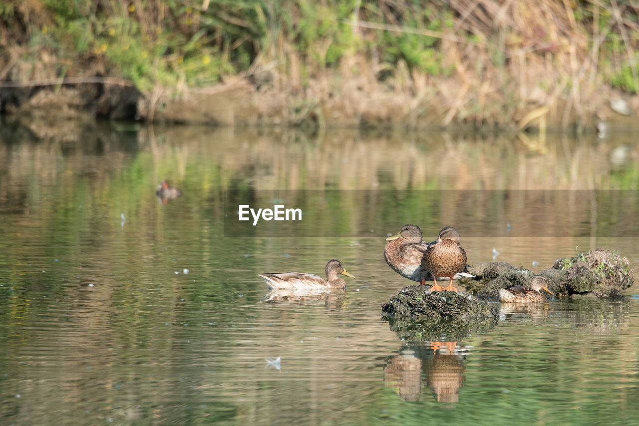 DUCK SWIMMING IN LAKE