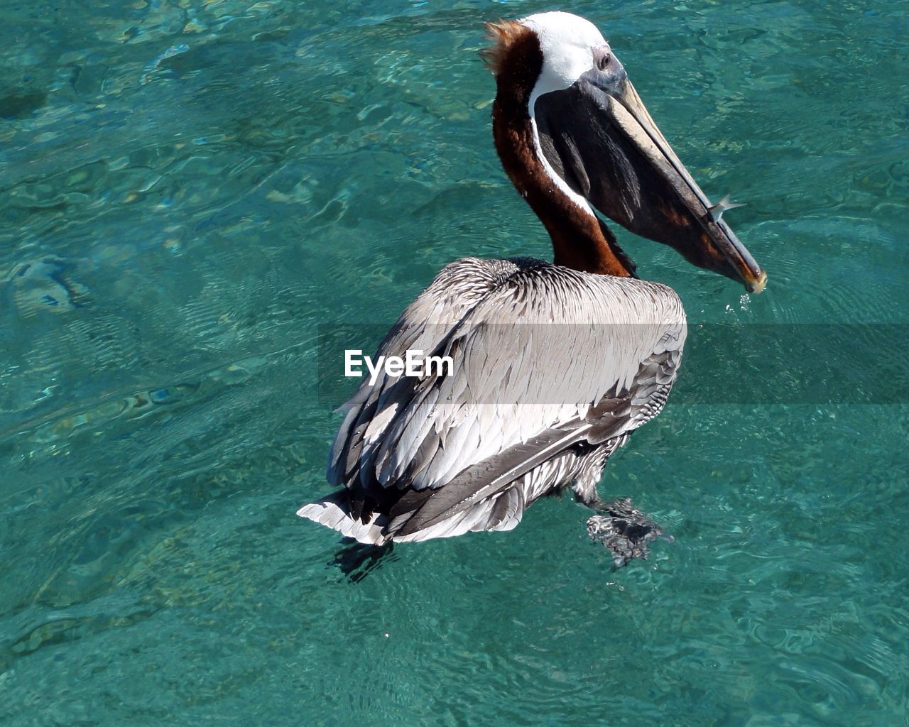 High angle view of pelican swimming in sea