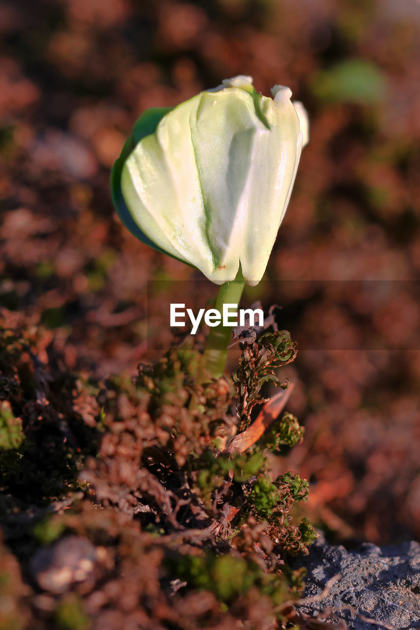 Close-up of flowering plant on field