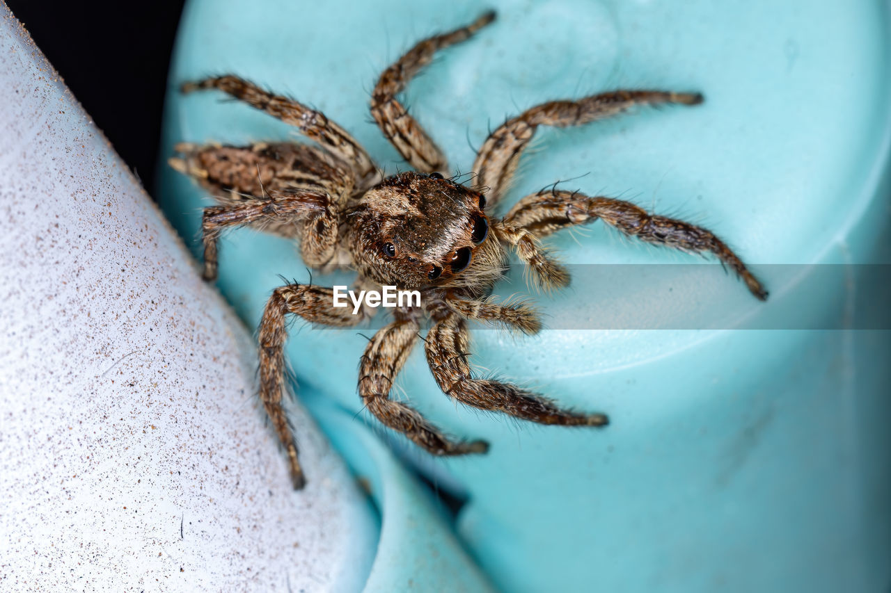 CLOSE-UP OF SPIDER ON WEB