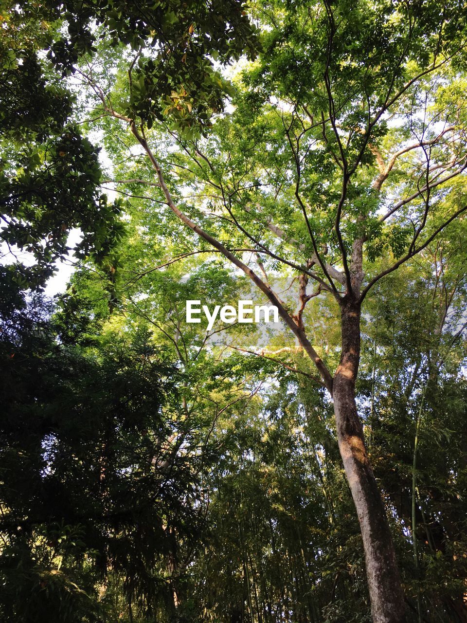 LOW ANGLE VIEW OF TREES IN FOREST