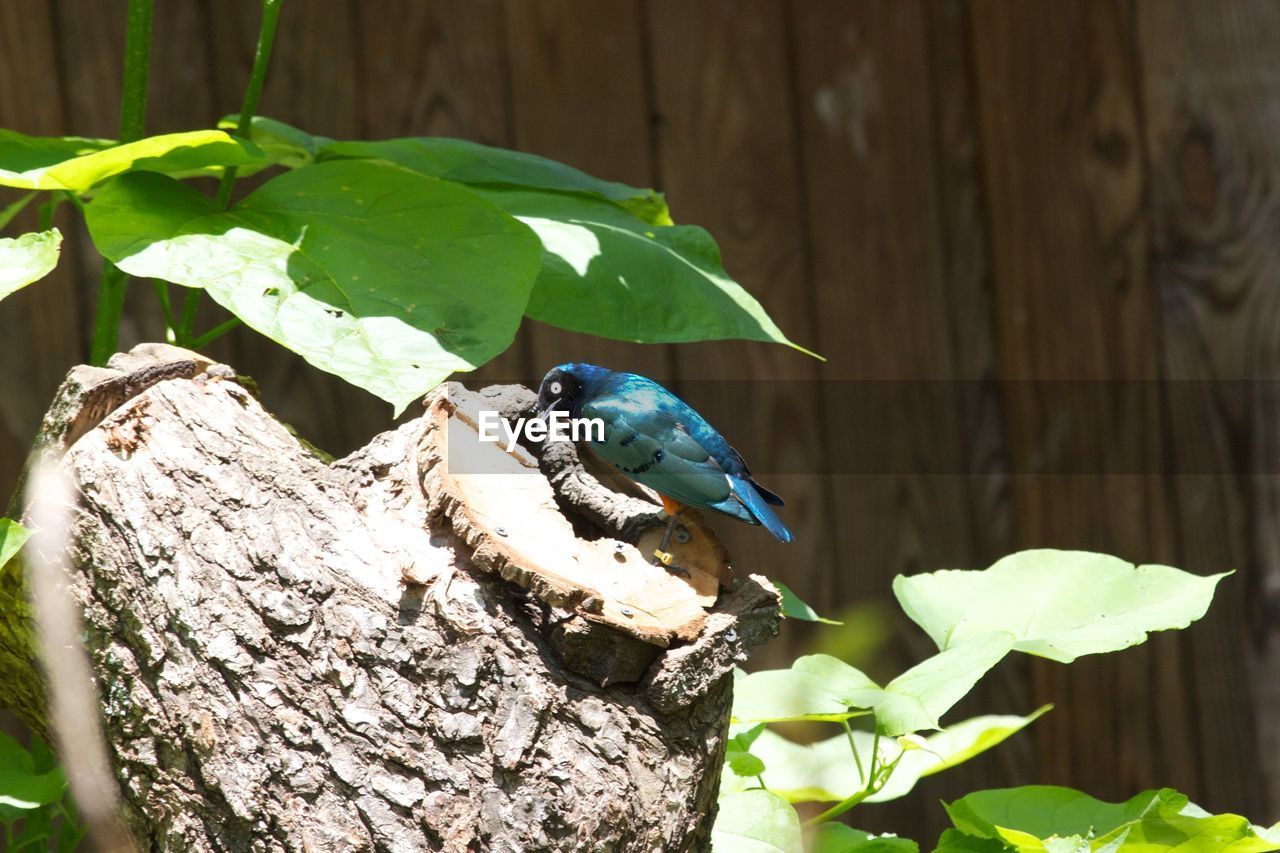 Bird perching on tree stump