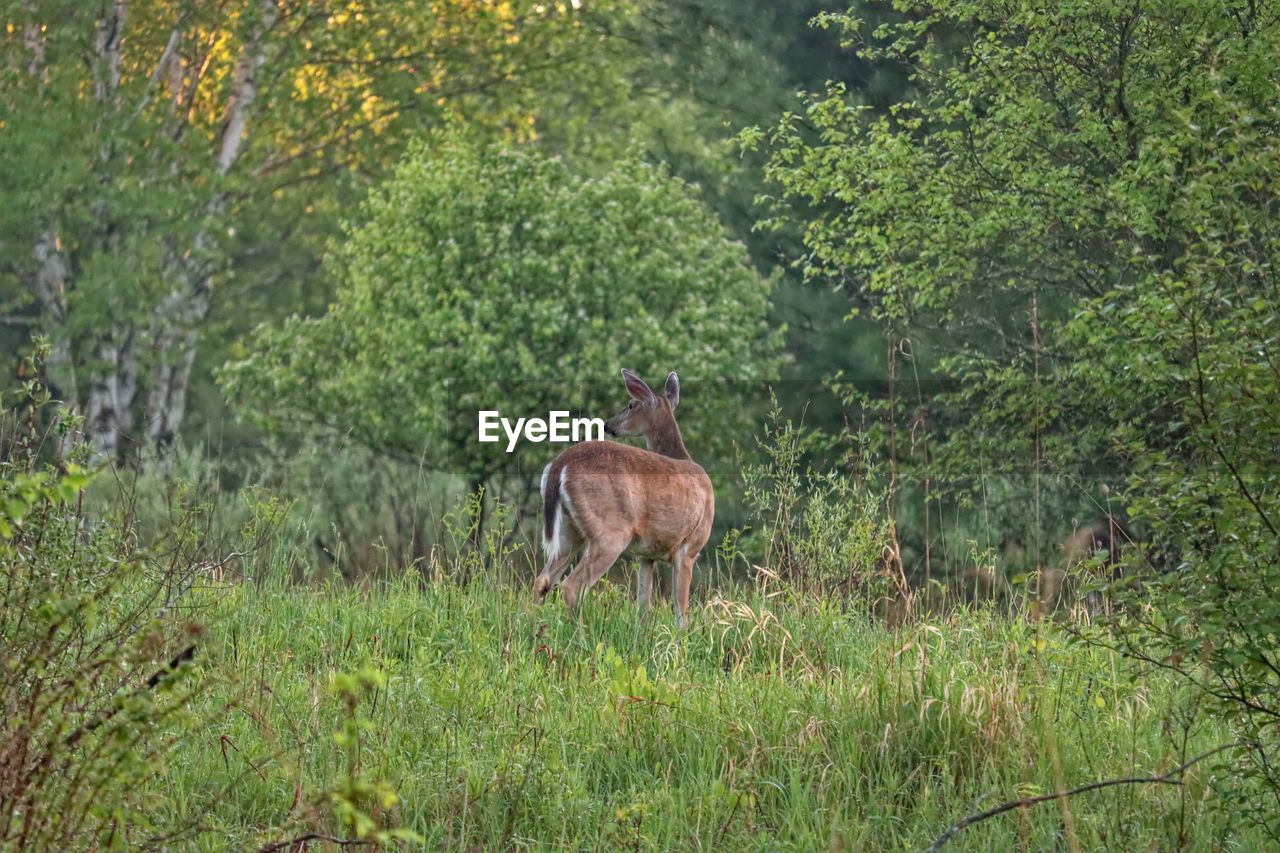 LION STANDING IN A FIELD