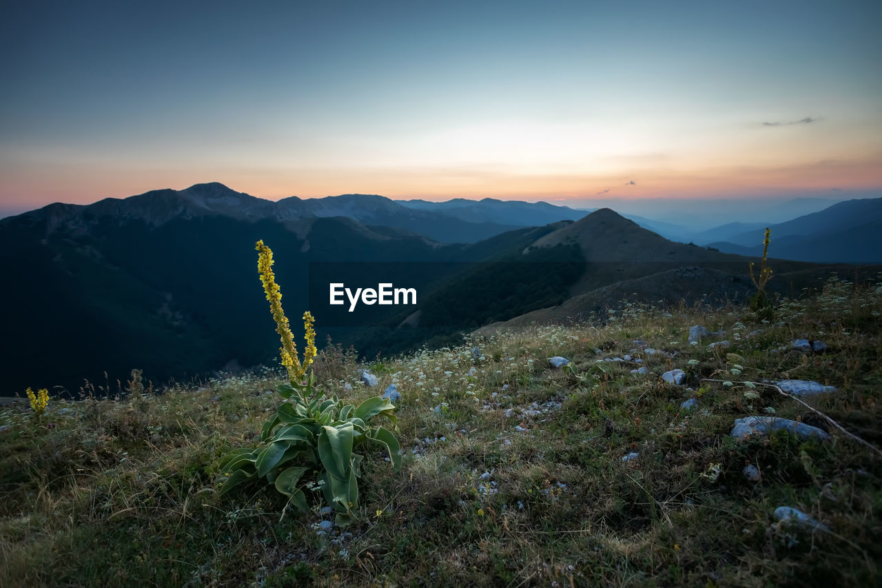 PLANTS GROWING ON LAND AGAINST SKY DURING SUNSET