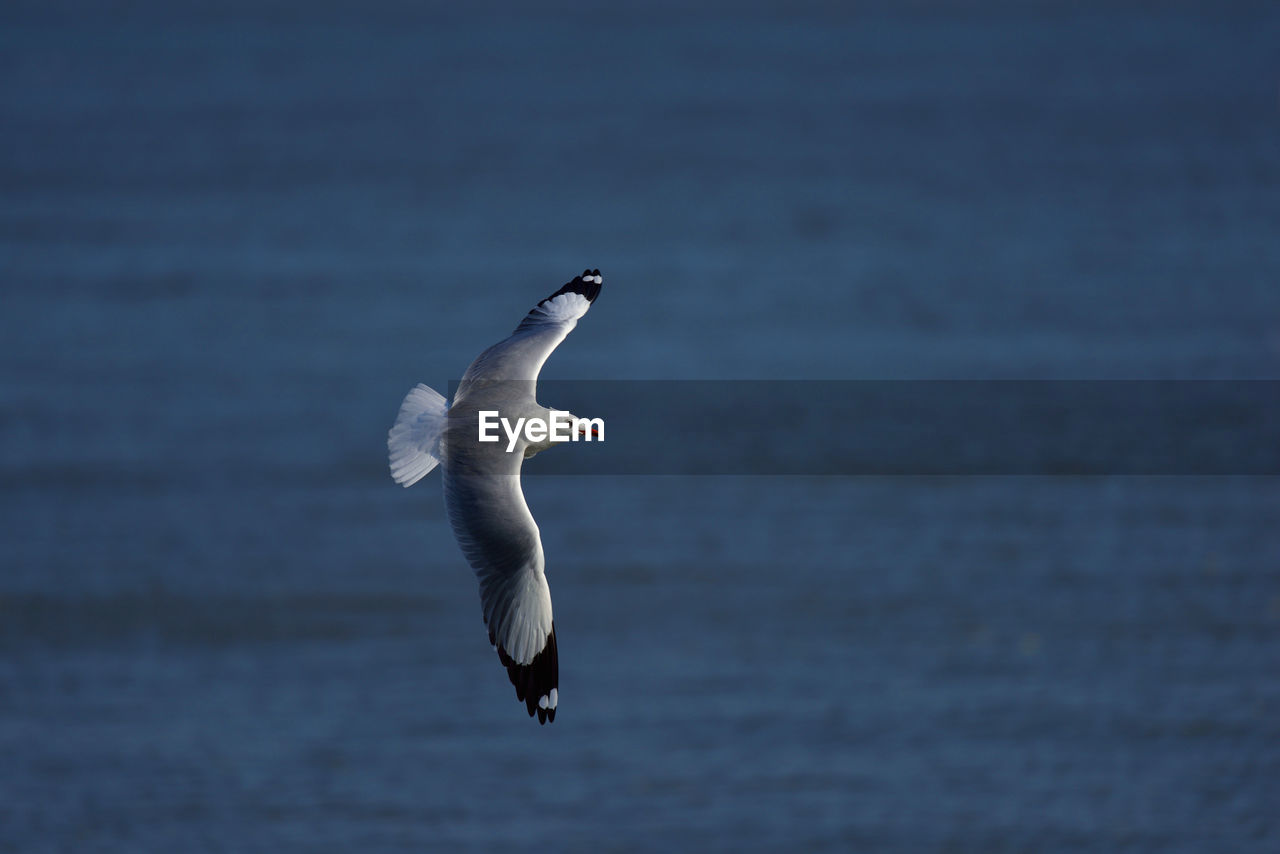 CLOSE-UP OF SWAN FLYING AGAINST SEA