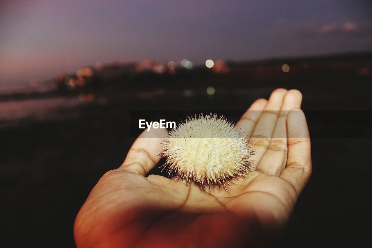 CLOSE-UP OF HAND HOLDING DANDELION AGAINST SKY