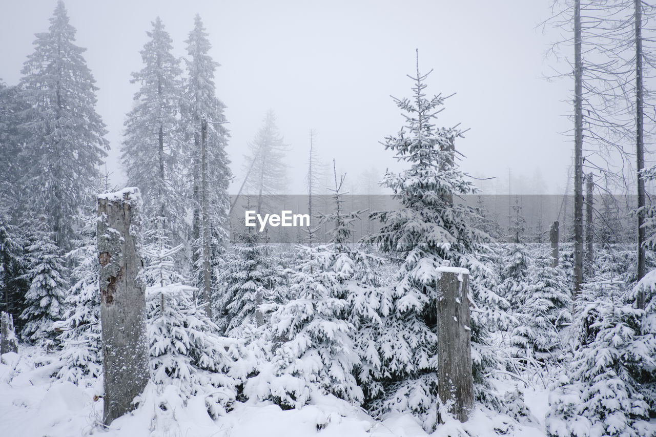 Snow covered trees against sky during winter