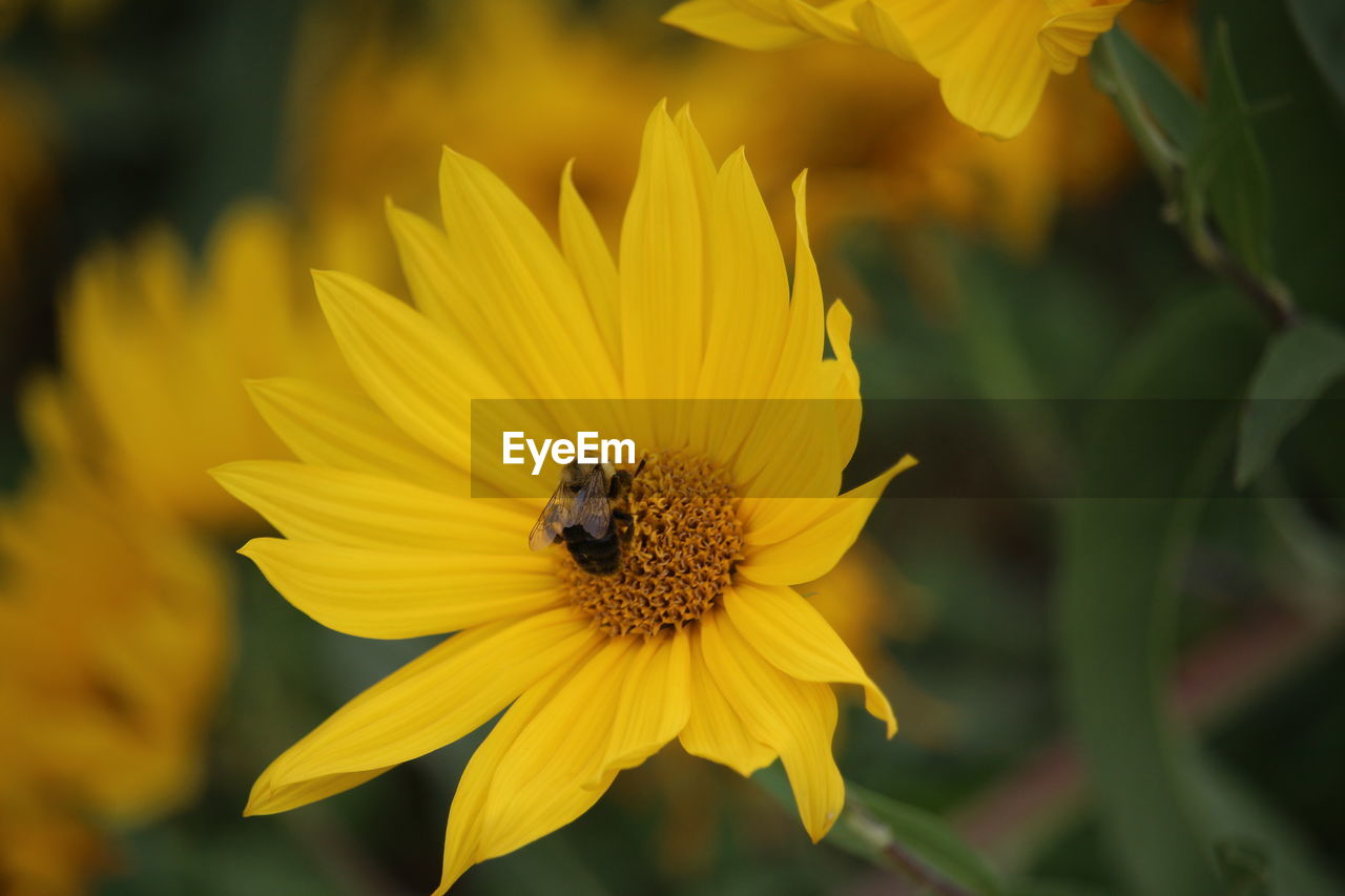 Close-up of insect on yellow flower