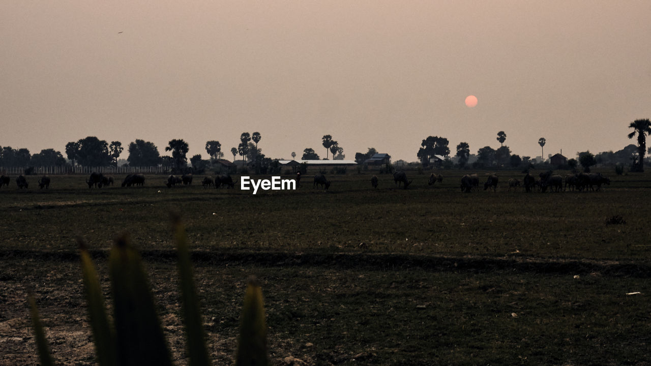 SHEEP GRAZING ON FIELD AGAINST SKY DURING SUNSET