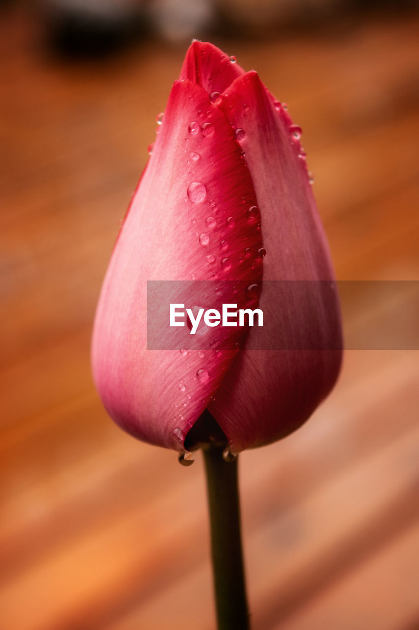 Close-up of pink tulip