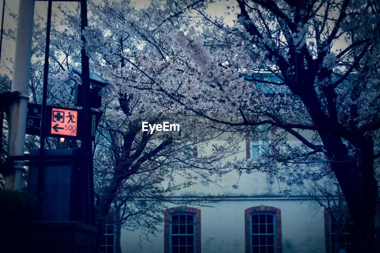 Cherry blossoms in spring with hospital sign